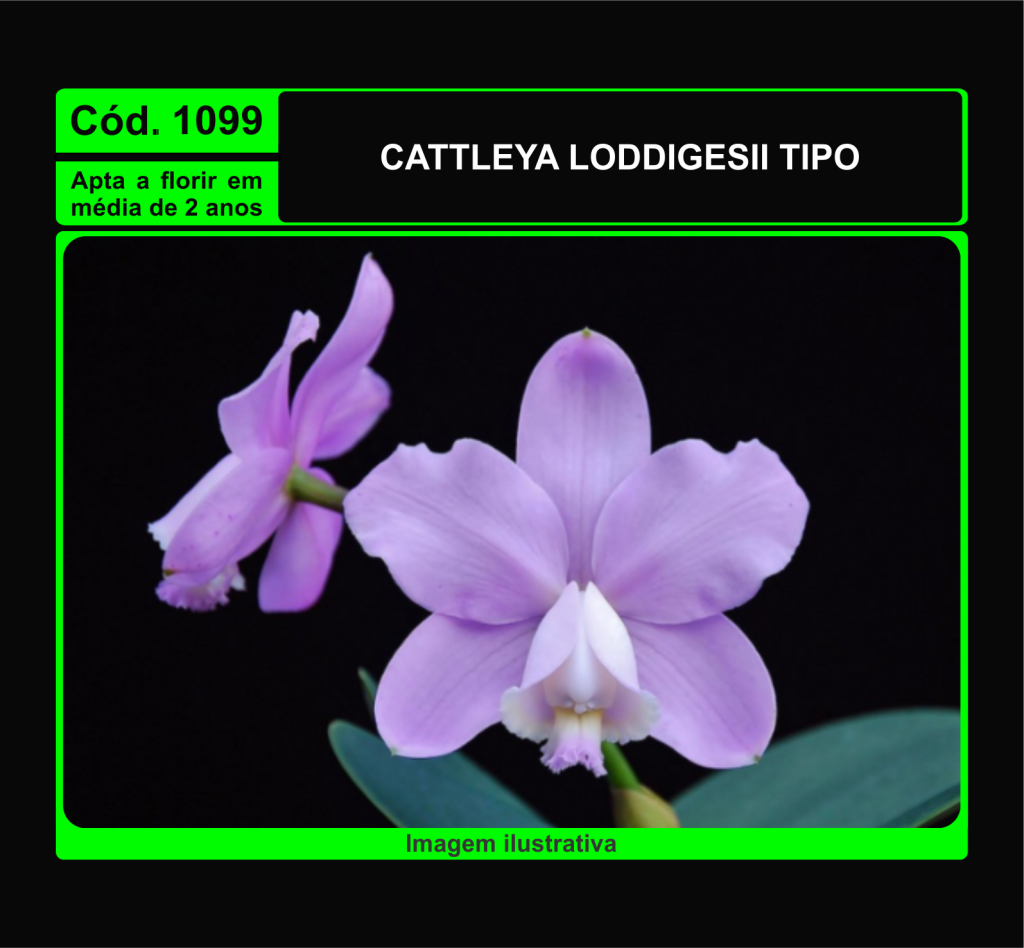 CATTLEYA LODDIGESII TP MUDA 1099