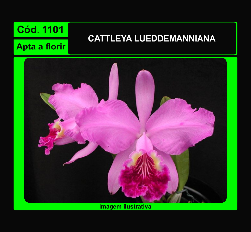 CATTLEYA LUEDDEMANNIANA 1101