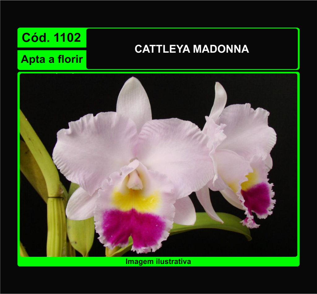 CATTLEYA MADONNA 1102