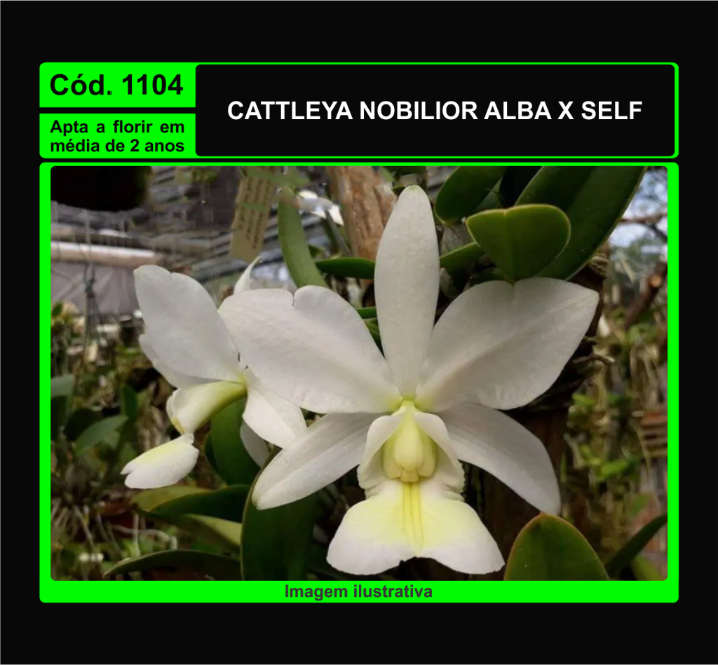 CATTLEYA NOBILIOR ALBA X SELF MUDA 1104