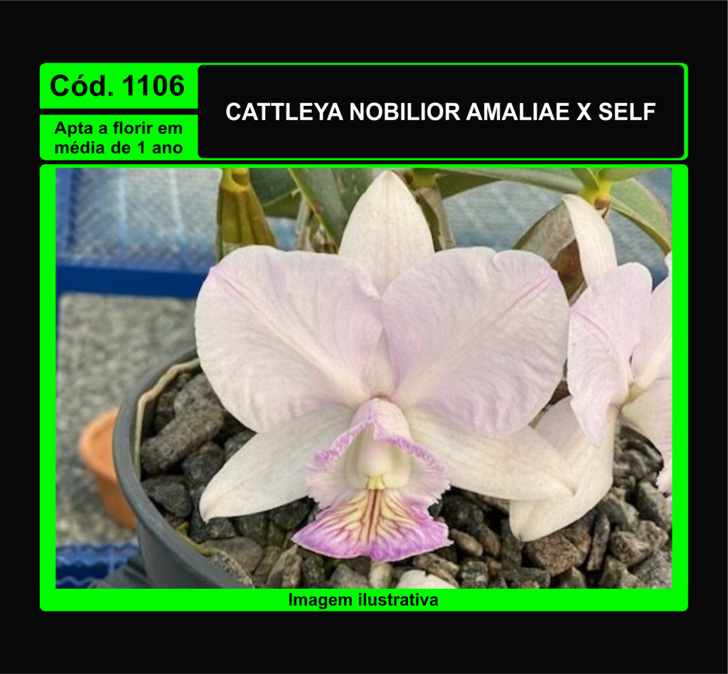 CATTLEYA NOBILIOR AMALIAE X SELF PRÉ ADULTA 1106
