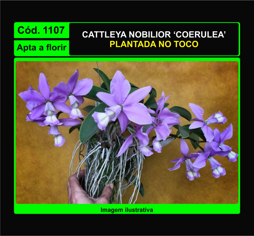 CATTLEYA NOBILIOR COERULEA TC 1107
