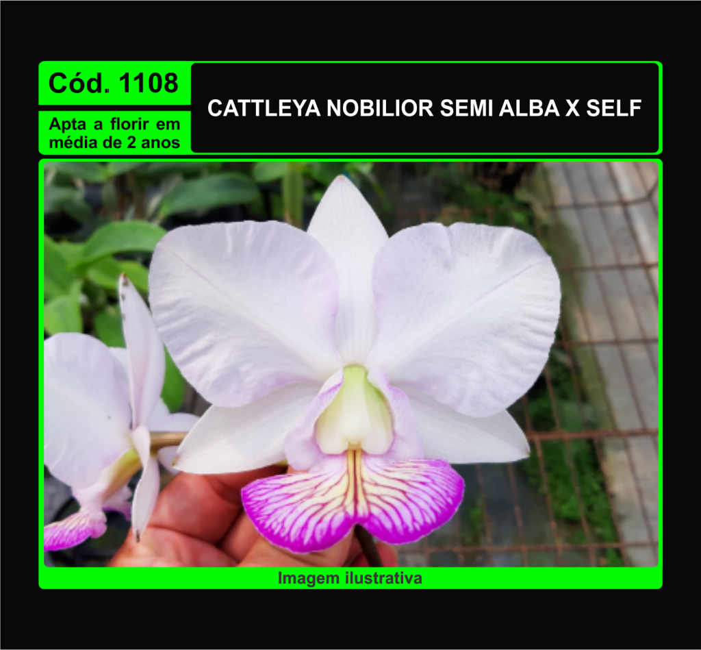 CATTLEYA NOBILIOR SEMI ALBA X SELF MUDA 1108