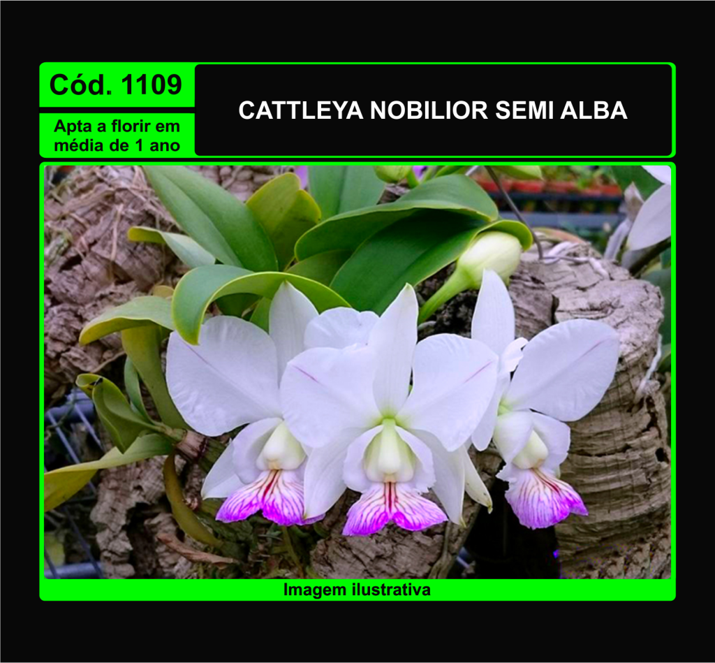 CATTLEYA NOBILIOR SEMI ALBA X SELF PRÉ ADULTA 1109