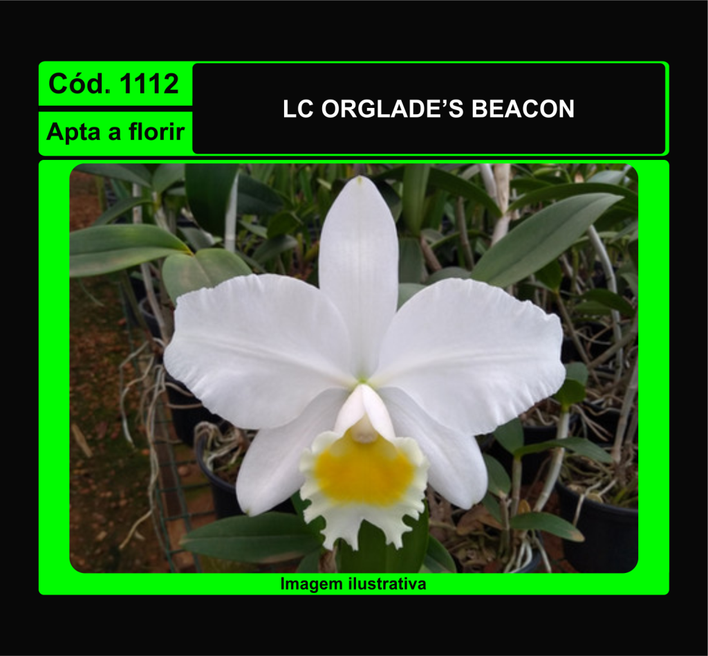 LC ORGLADE S BEACON 1112