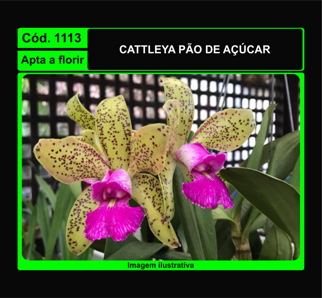 CATTLEYA PAO DE ACUCAR 1113