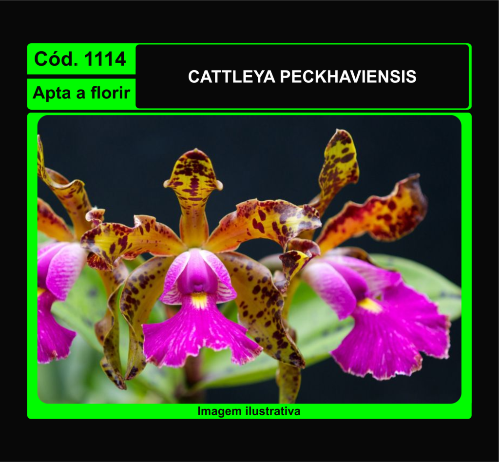 CATTLEYA PECKHAVIENSIS 1114