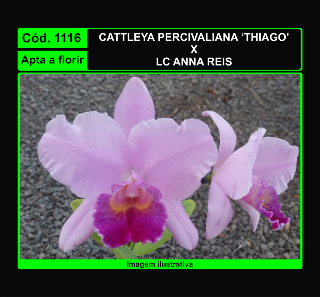 CATTLEYA PERCIVALIANA X LC ANNA REIS 1116