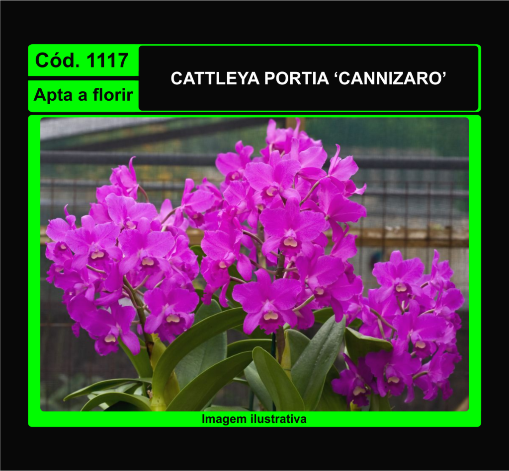 CATTLEYA PORTIA CANNIZARO 1117