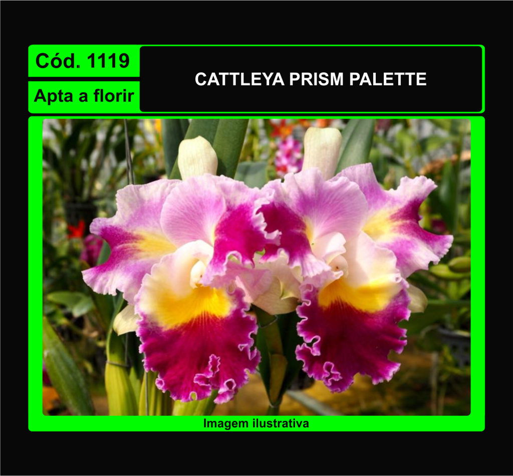 CATTLEYA PRISM PALETTE 1119