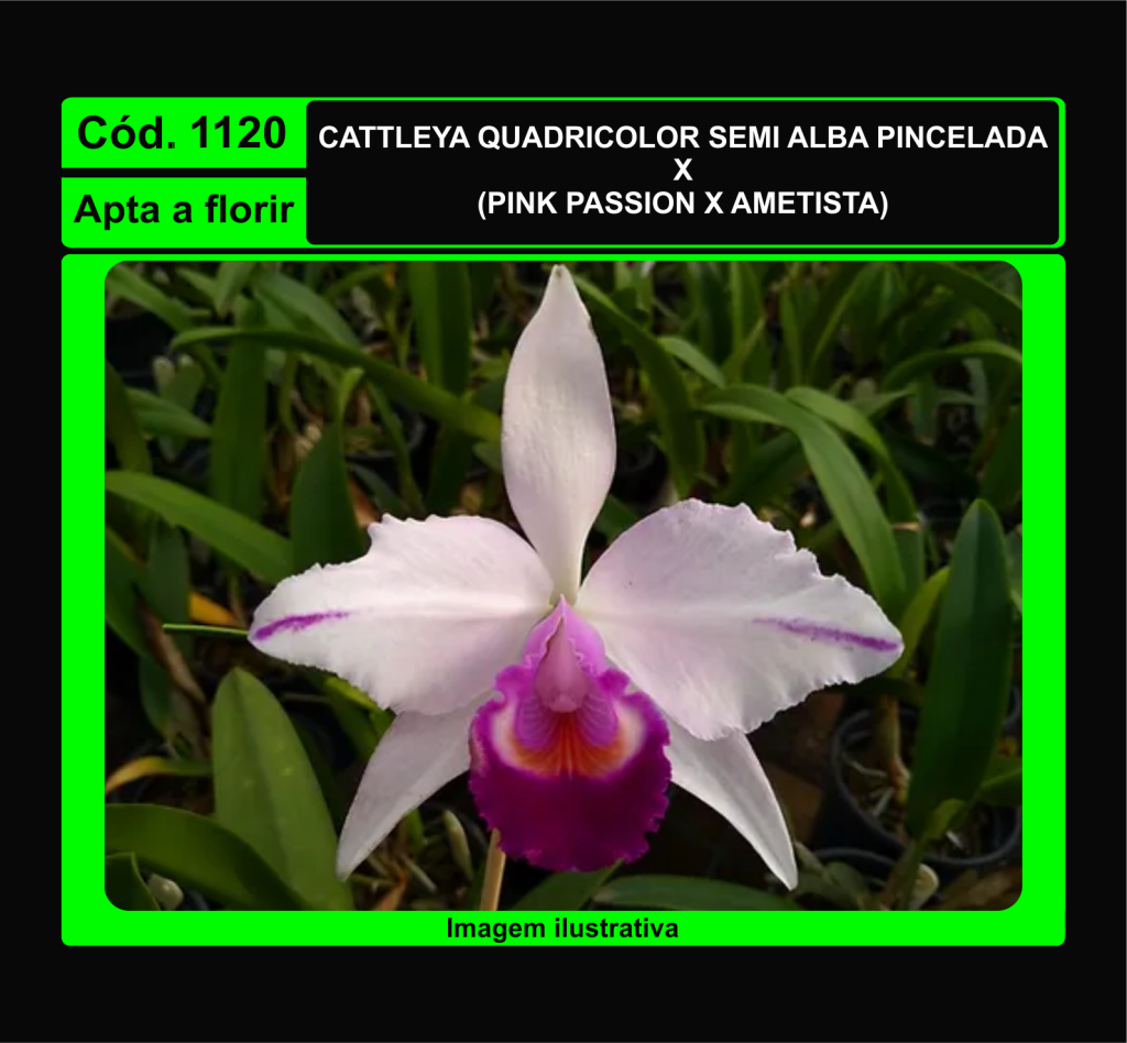 CATTLEYA QUADRICOLOR SEMI ALBA 1120