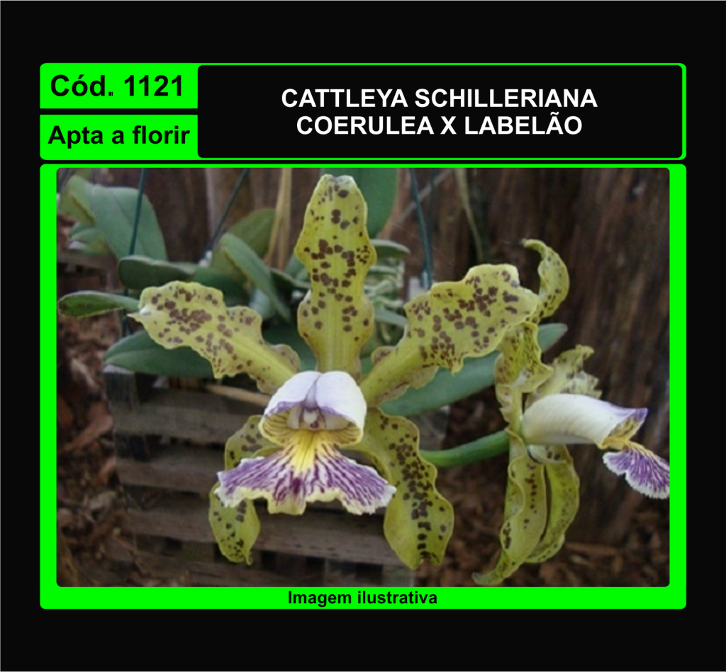 CATTLEYA SCHILLERIANA COERULEA LABELAO 1121