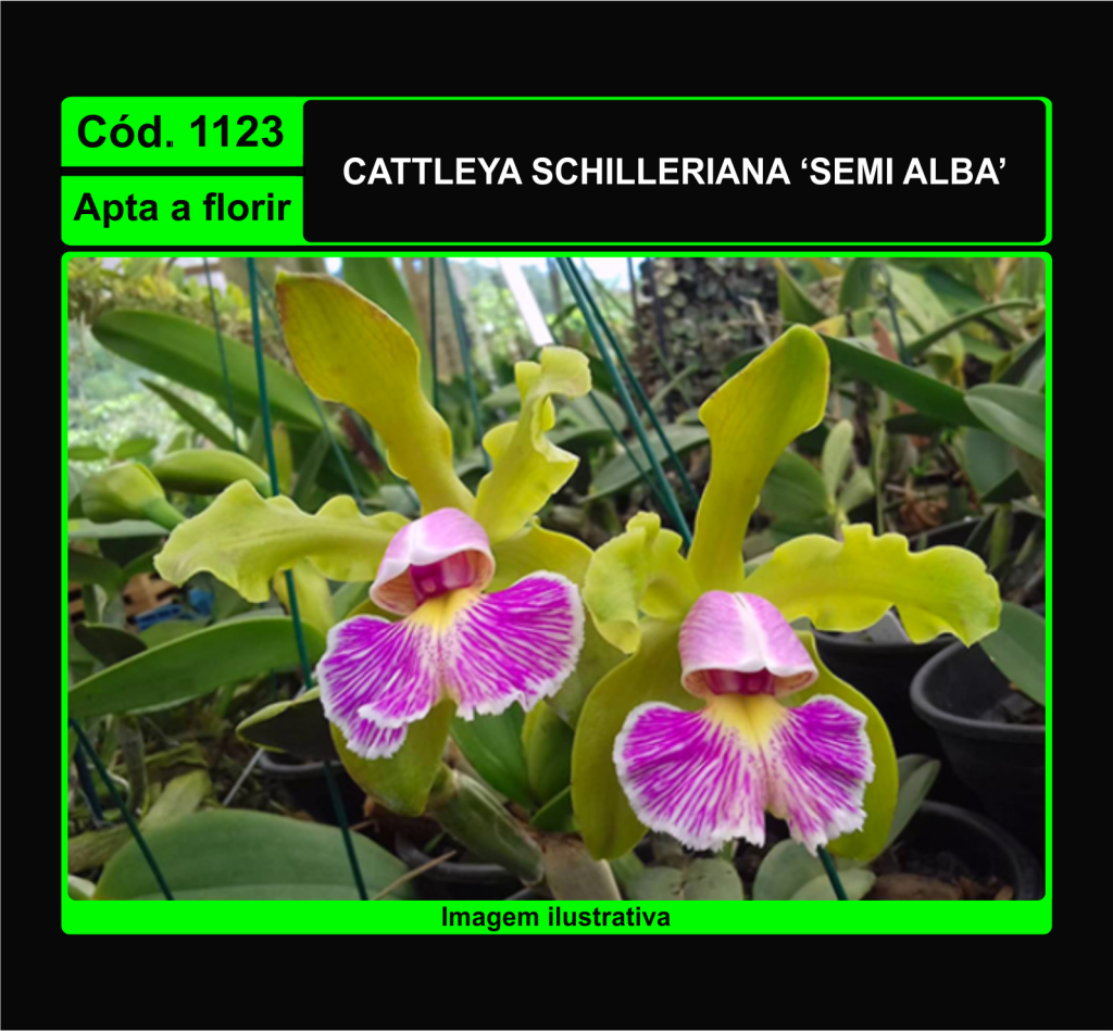 CATTLEYA SCHILLERIANA SEMI ALBA 1123