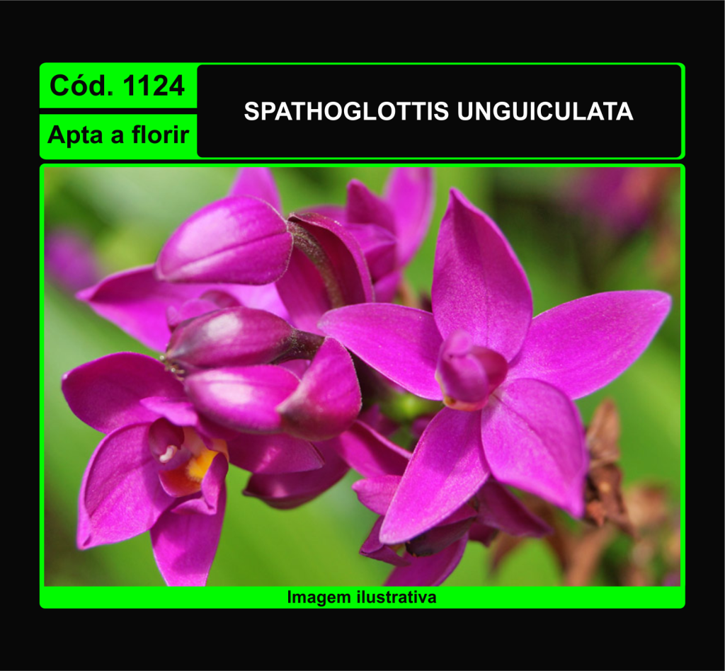 SPATHOGLOTTIS UNGUICULATA 1124