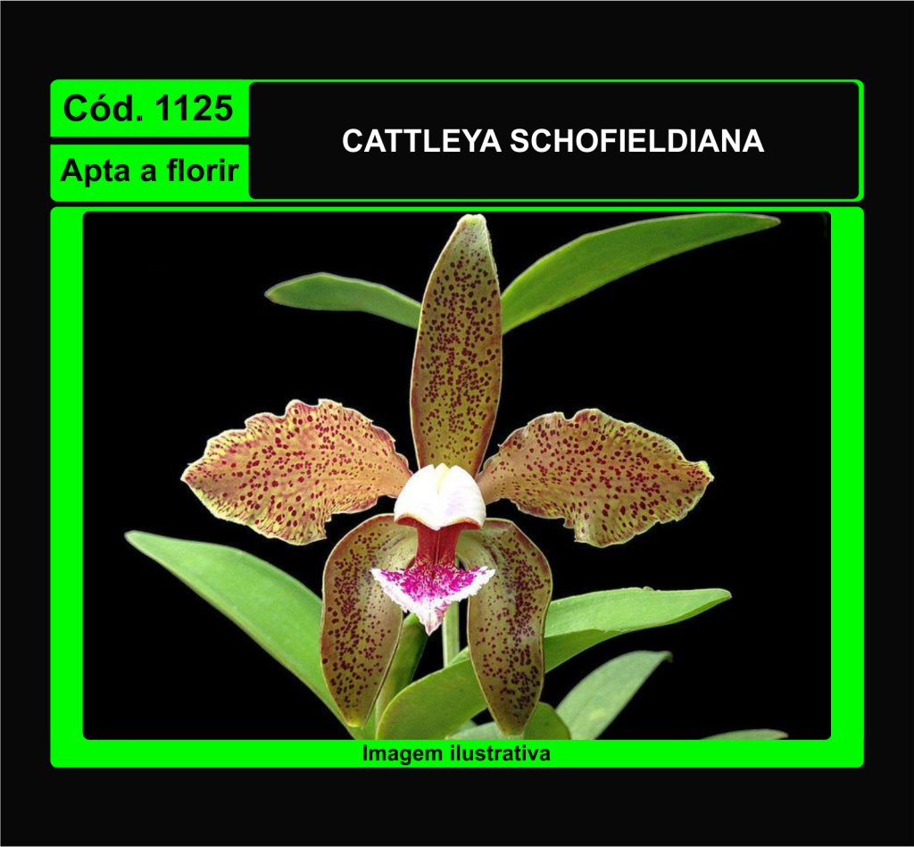 CATTLEYA SCHOFIELDIANA 1125
