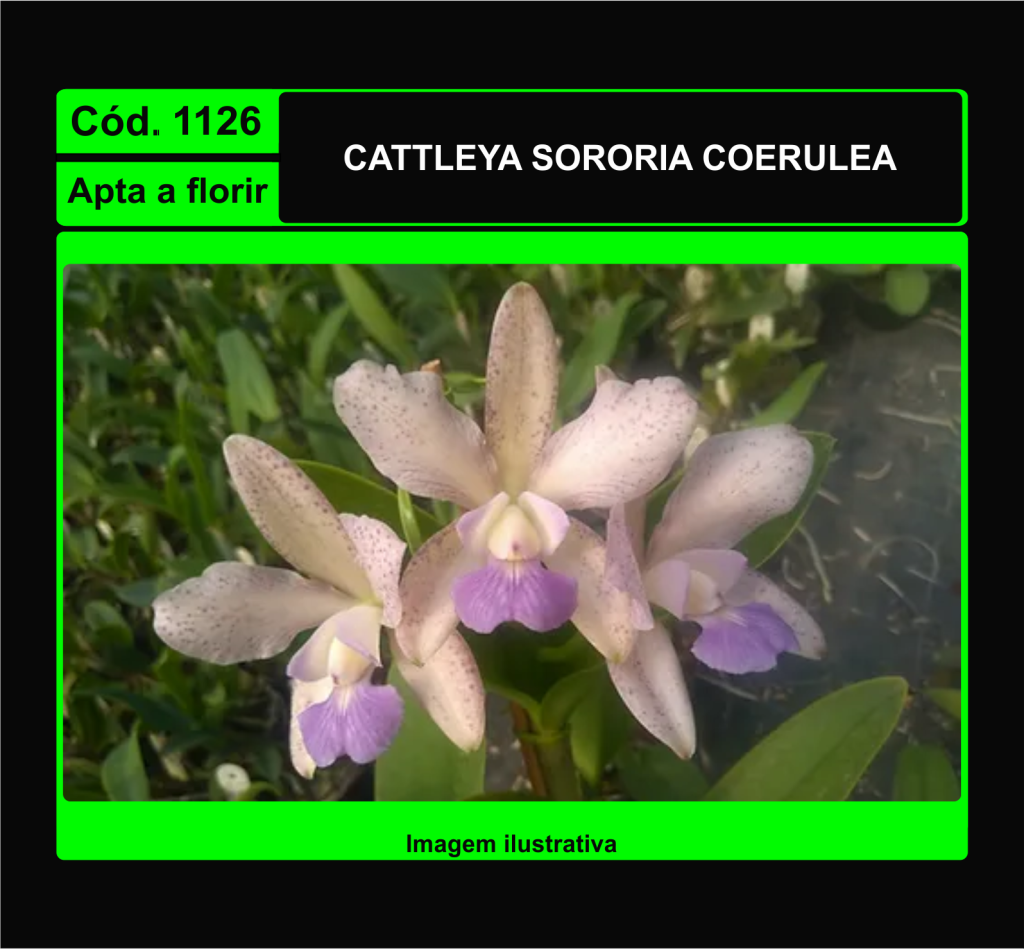 CATTLEYA SORORIA COERULEA 1126