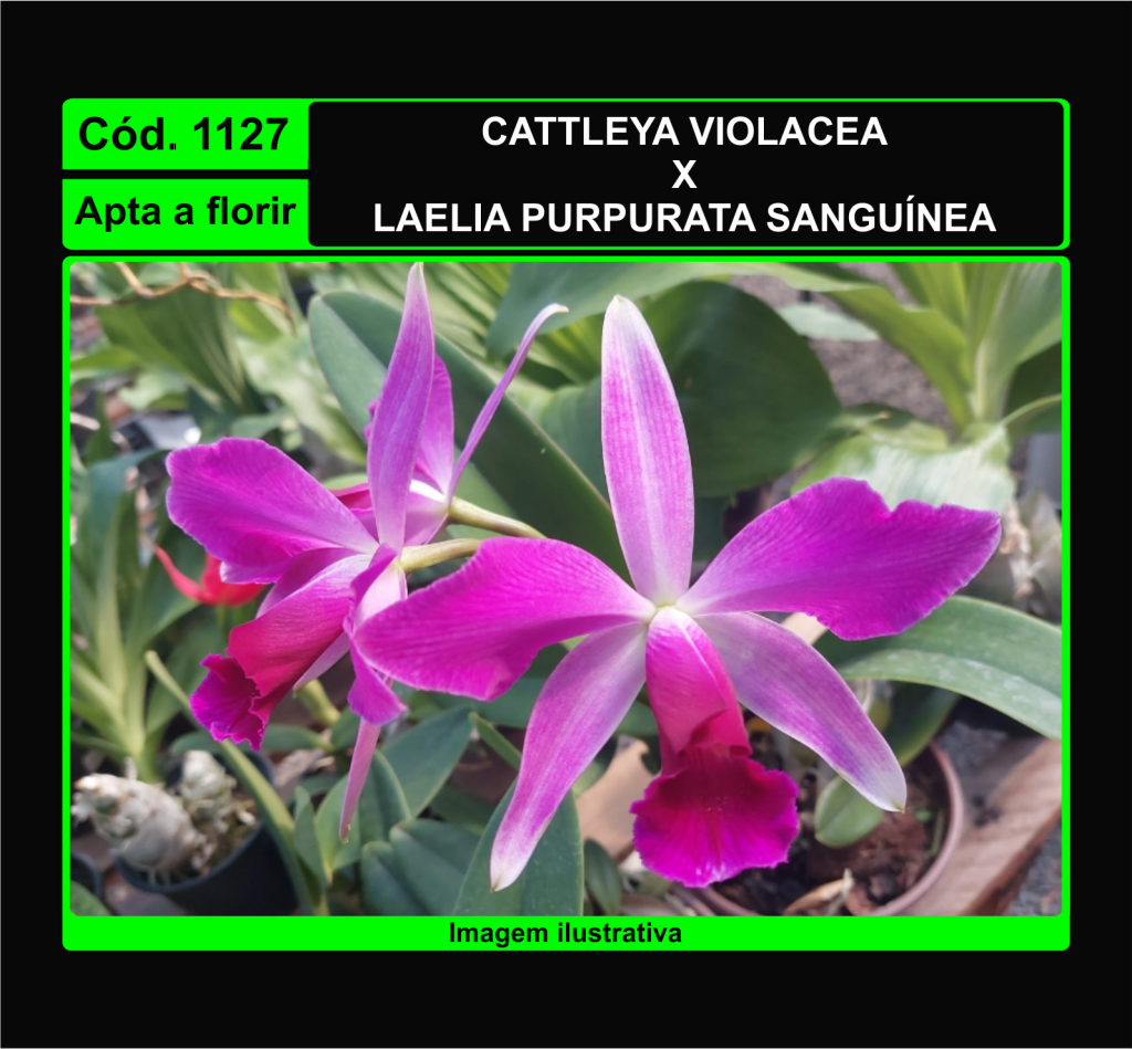 CATTLEYA VIOLACEA X LAELIA PURPURATA SANGUINEA 1127