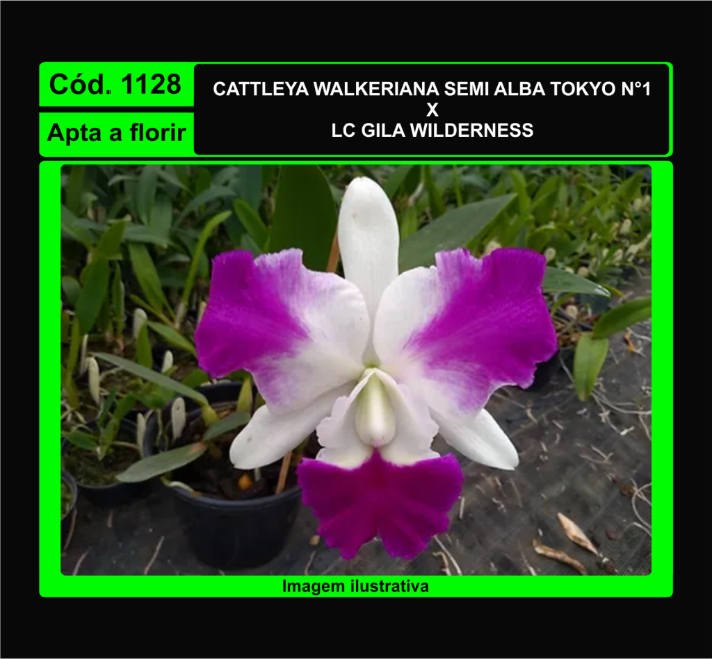 CATTLEYA WALKERIANA SEMI ALBA TOKYO X LC GILA WILDERNESS 1128