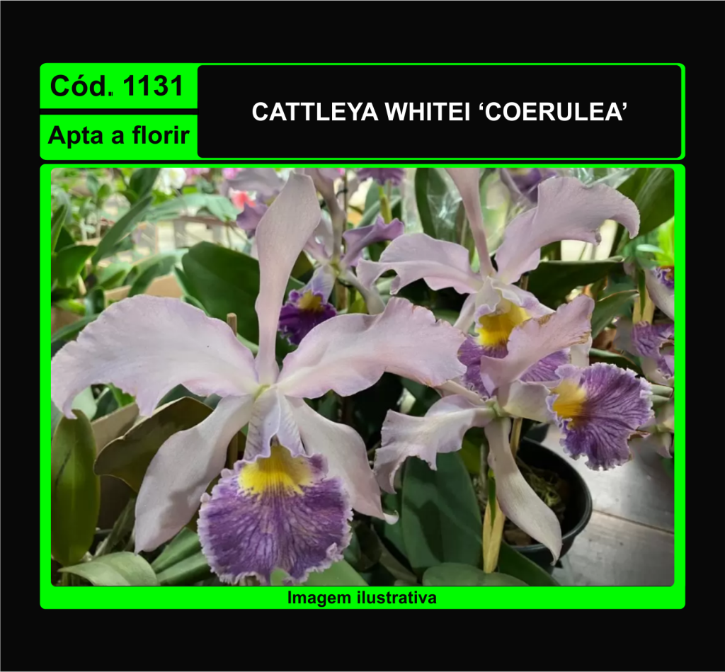 CATTLEYA WHITEI COERULEA 1131