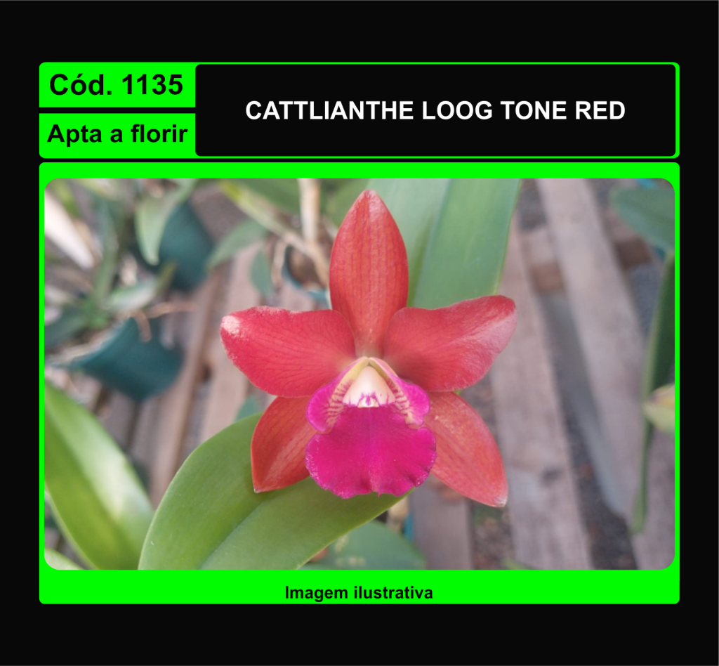 CATTLIANTHE LOOG TONE RED 1135