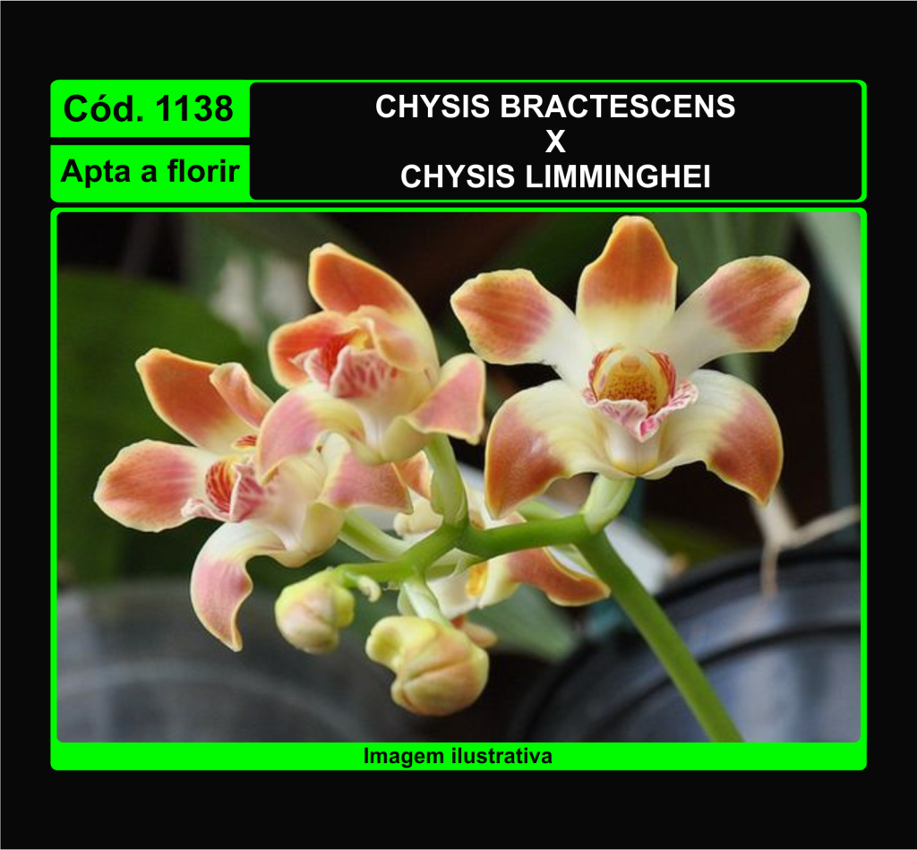 CHYSIS BRACTESCENS X LIMMINGHEI 1138