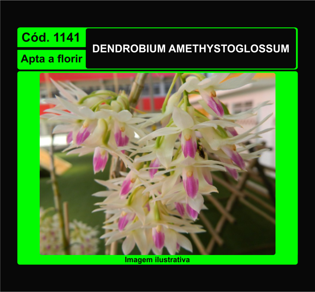 DENDROBIUM AMETHYSTOGLOSSUM 1141