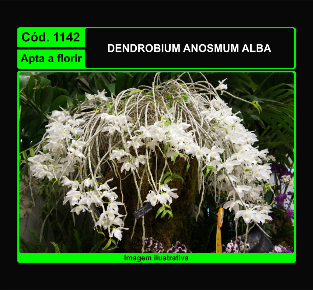 DENDROBIUM ANOSMUM ALBA 1142