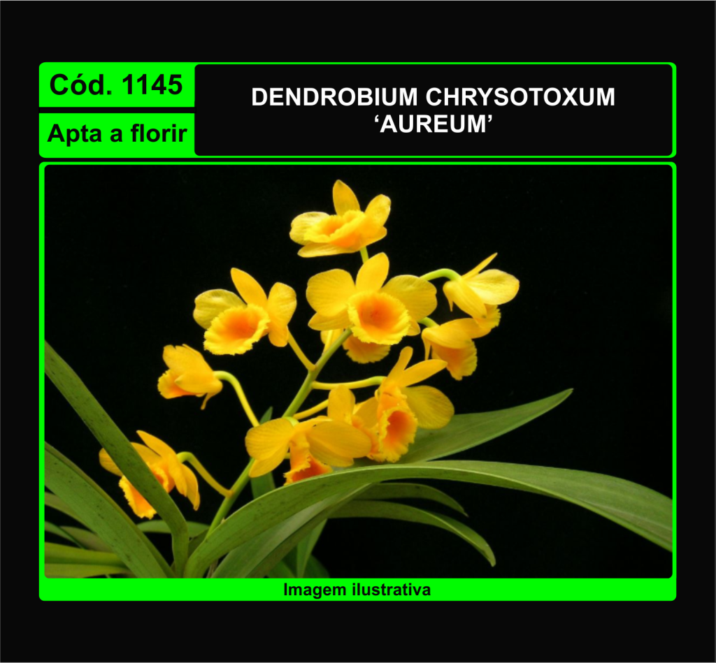 DENDROBIUM CHRYSOTOXUM AUREUM 1145