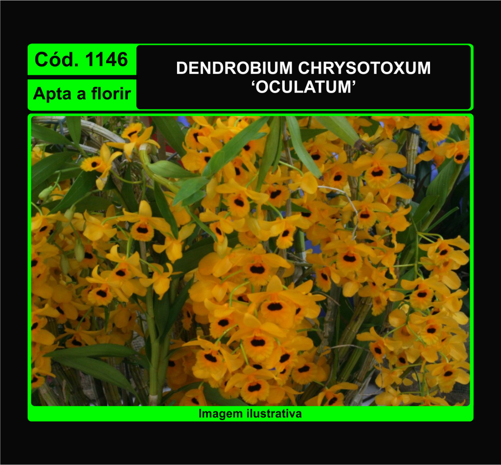 DENDROBIUM CHRYSOTOXUM OCULATUM 1146