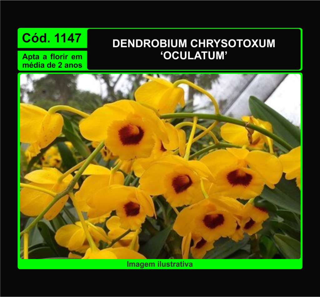DENDROBIUM CHRYSOTOXUM OCULATUM MUDA 1147