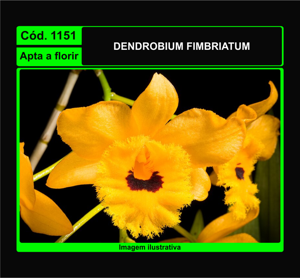 DENDROBIUM FIMBRIATUM 1151