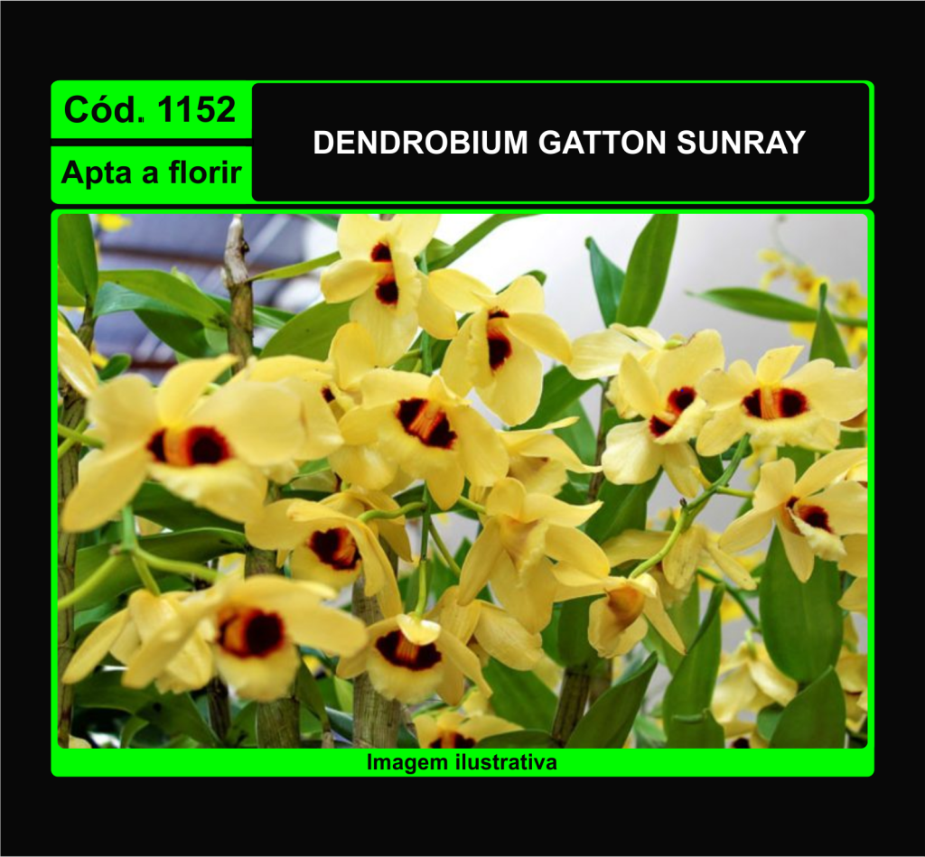 DENDROBIUM GATTON SUNRAY 1152