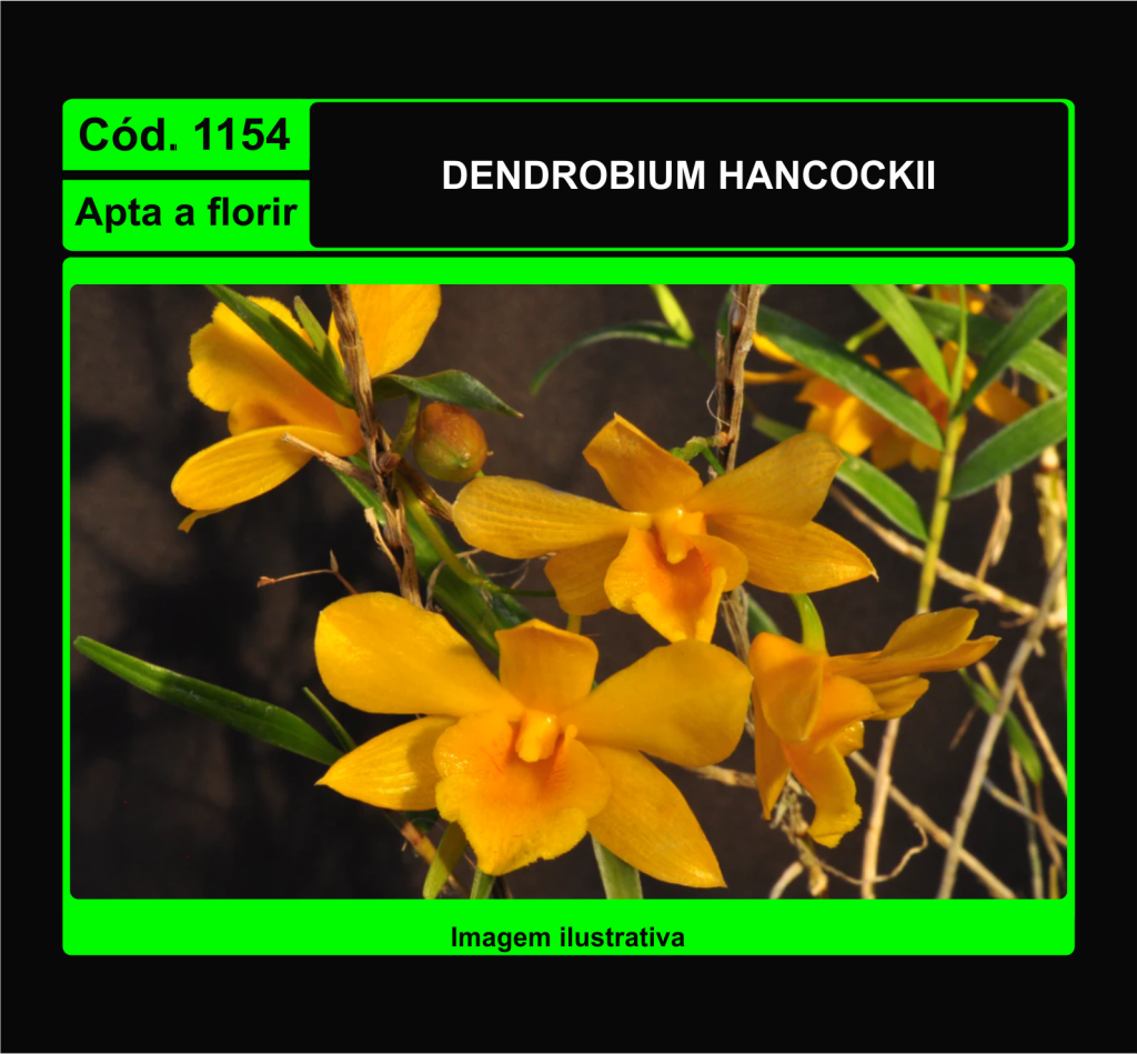 DENDROBIUM HANCOCKII 1154