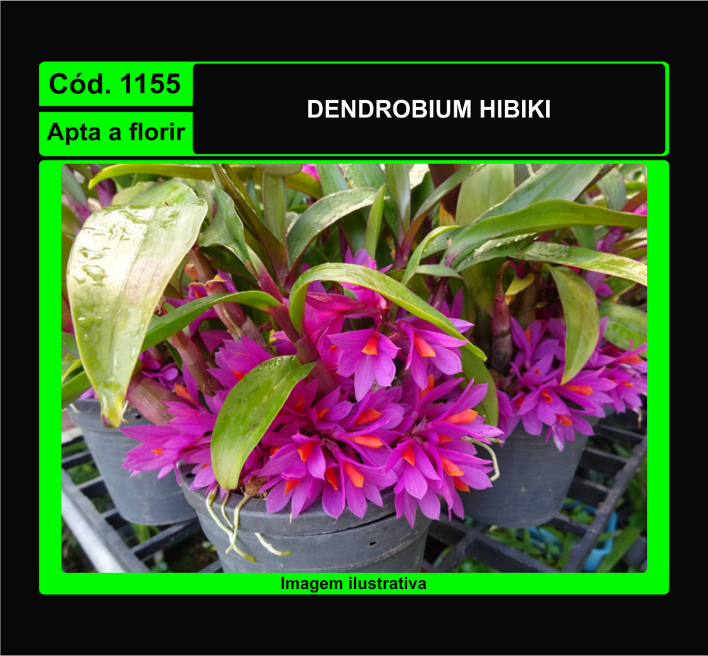 DENDROBIUM HIBIKI 1155