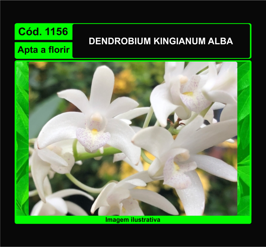 DENDROBIUM KINGIANUM ALBA 1156
