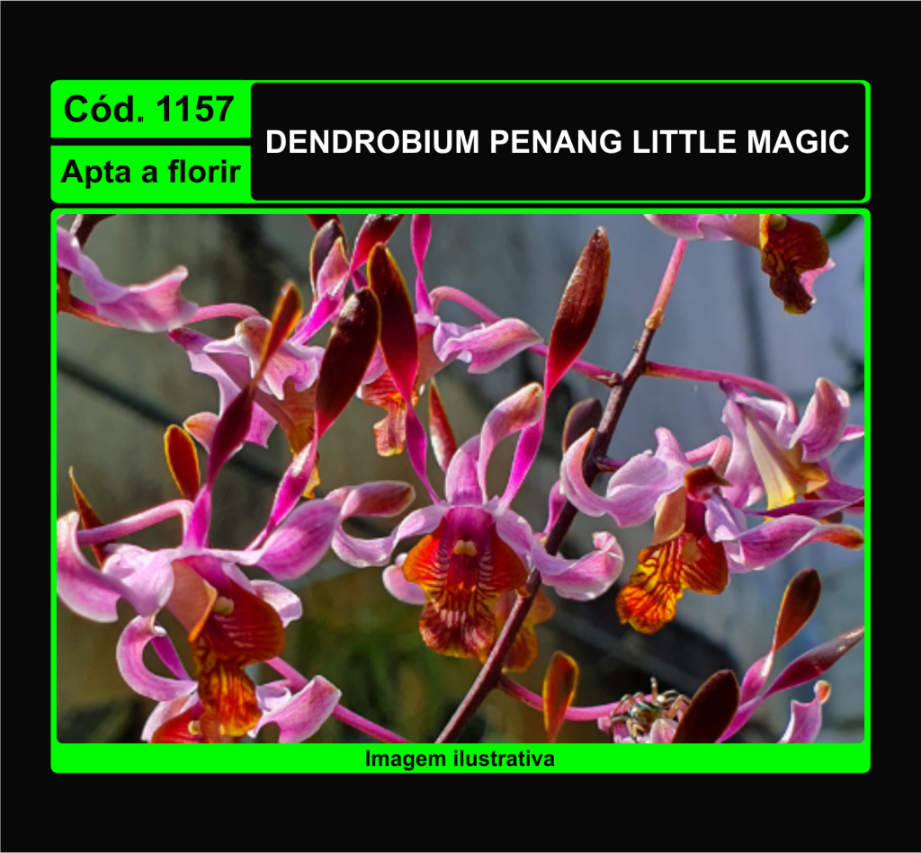 DENDROBIUM PENANG LITTLE MAGIC 1157