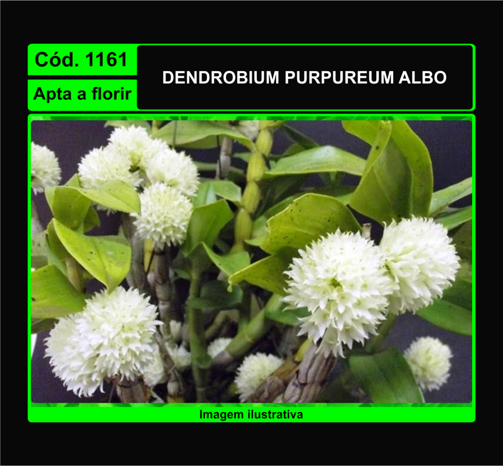 DENDROBIUM PURPUREUM ALBO 1161