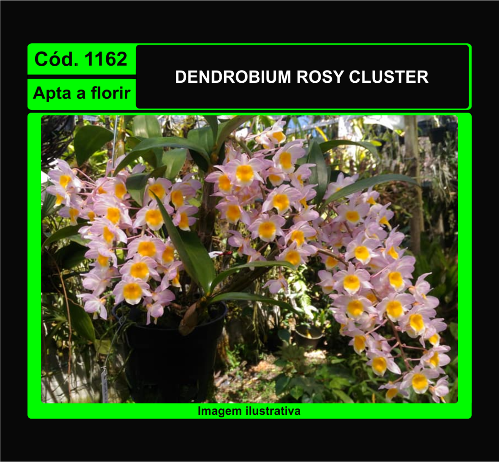 DENDROBIUM ROSY CLUSTER 1162