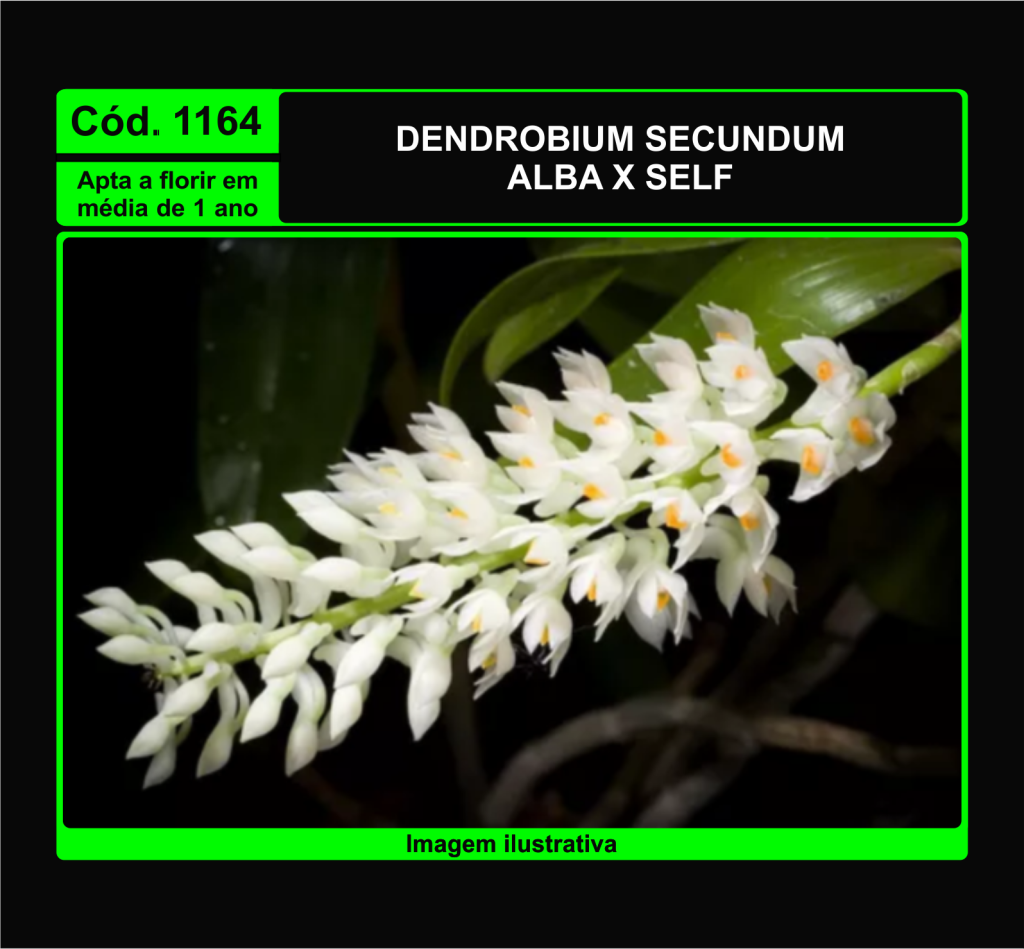 DENDROBIUM SECUNDUM X SELF PRÉ ADULTA 1164