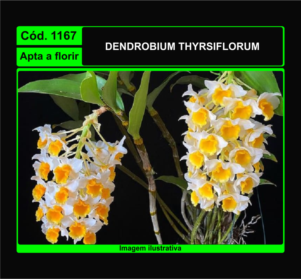 DENDROBIUM THYRSIFLORUM 1167