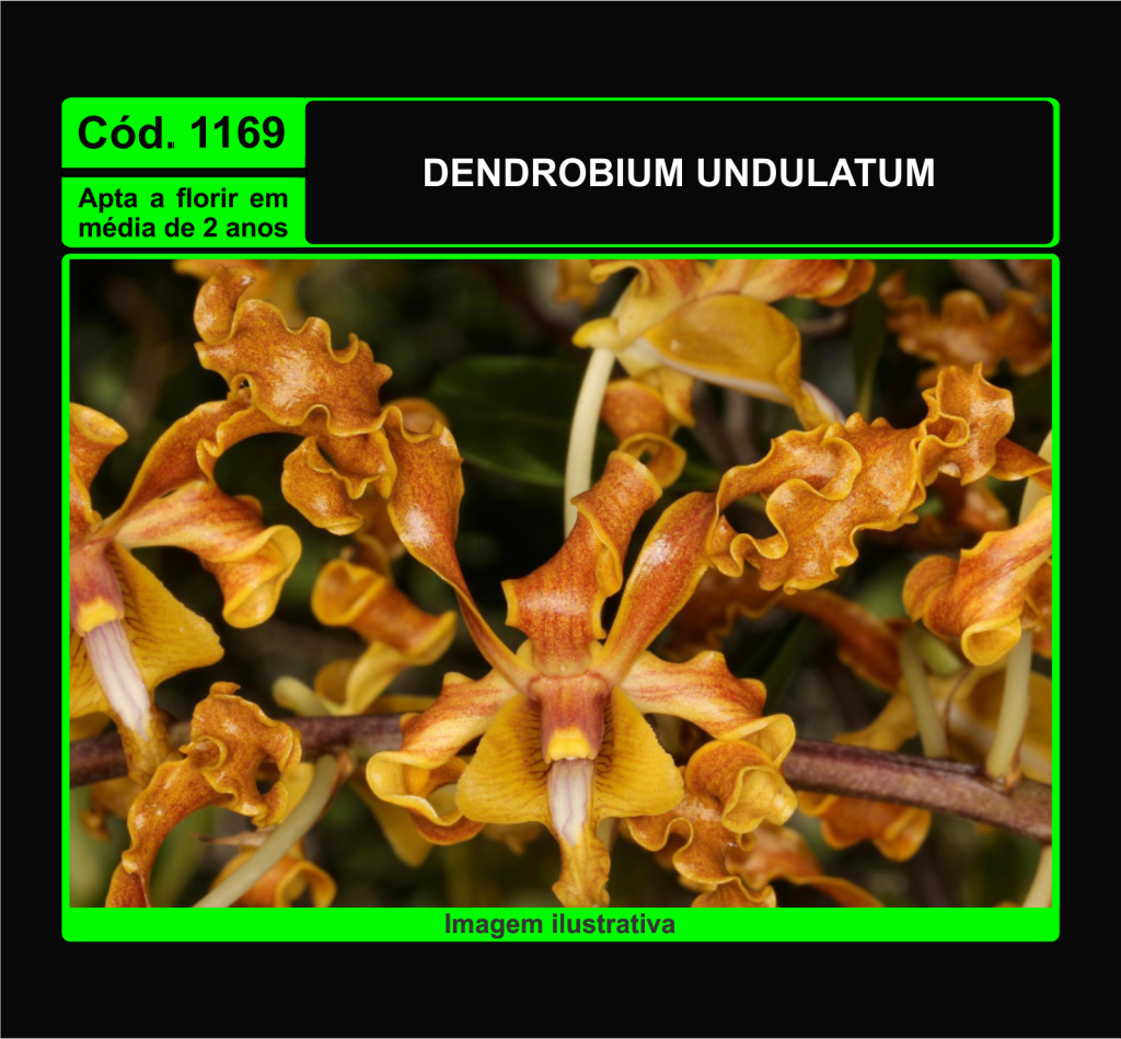 DENDROBIUM UNDULATUM PRÉ ADULTA 1169