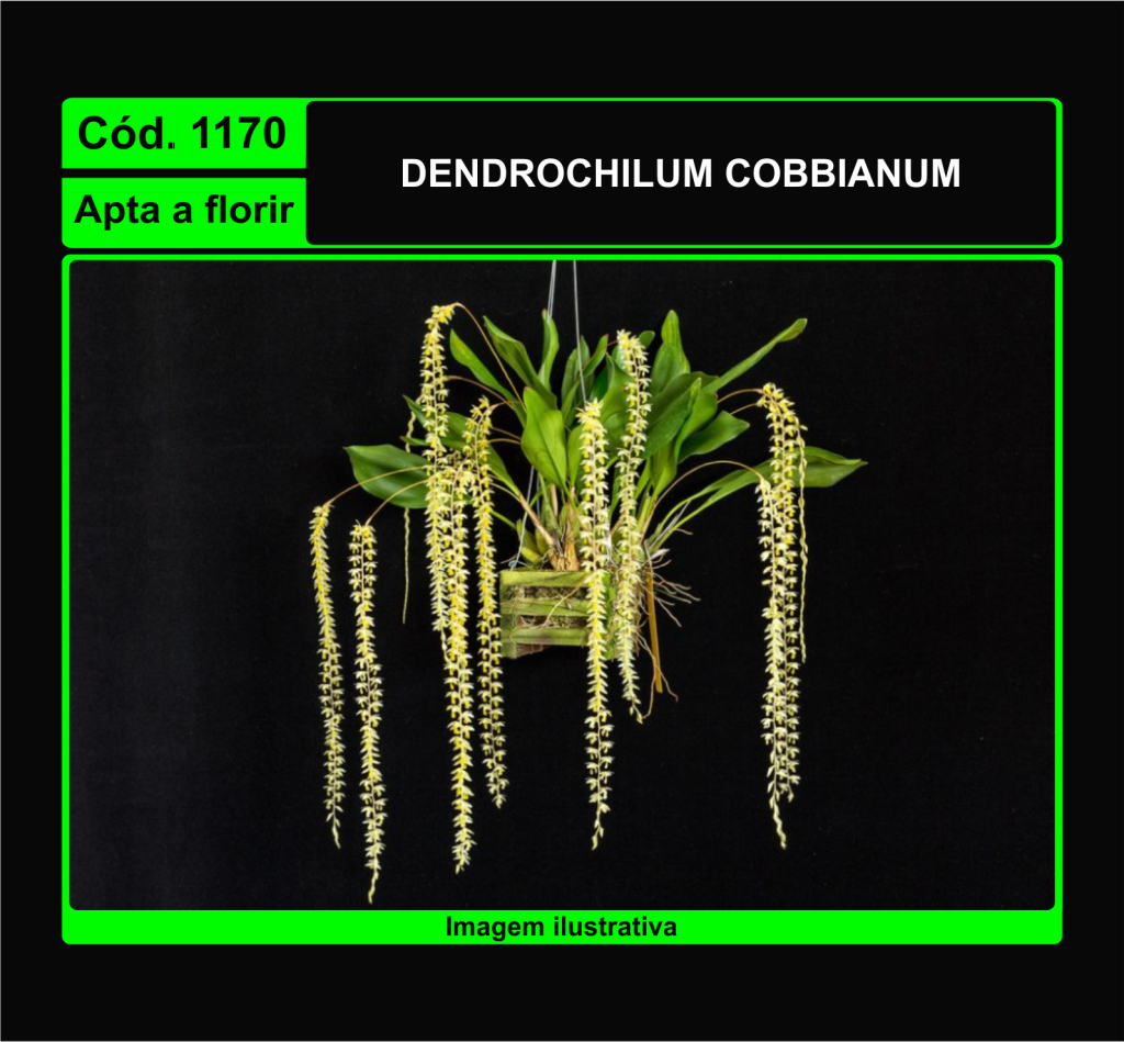 DENDROCHILUM COBBIANUM 1170