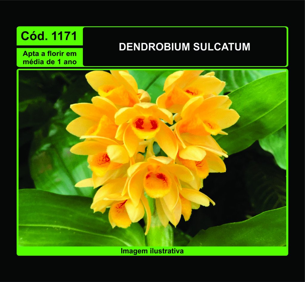 DENDROBIUM SULCATUM PRÉ ADULTA 1171