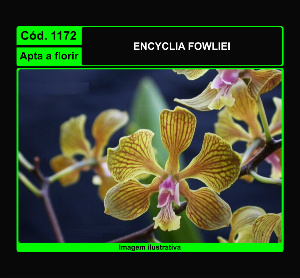 ENCYCLIA FOWLIEI 1172