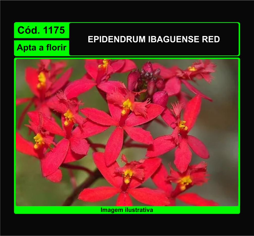 EPIDENDRUM IBAGUENSE RED 1175