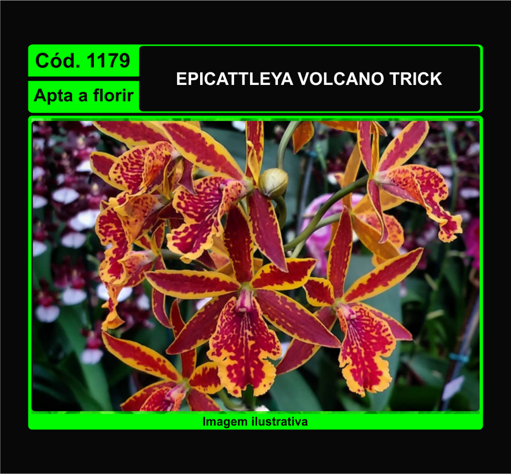 EPICATTLEYA VOLCANO TRICK 1179