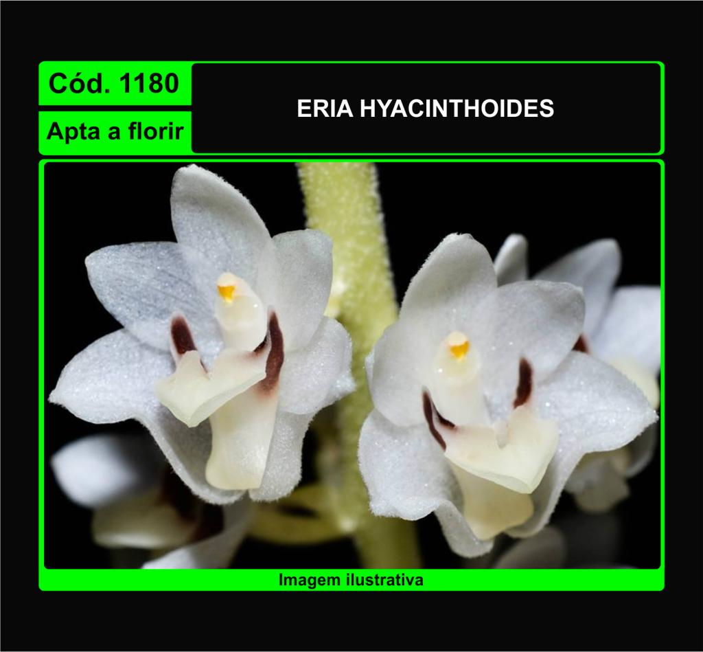 ERIA HYACINTHOIDES 1180