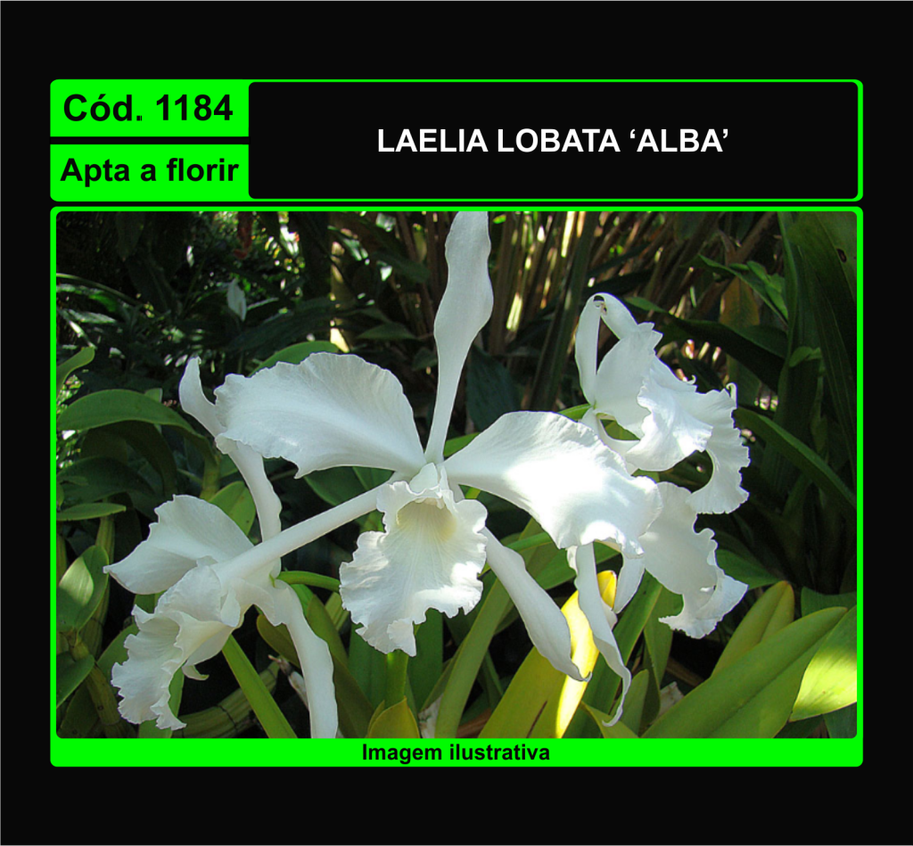 LAELIA LOBATA ALBA 1184