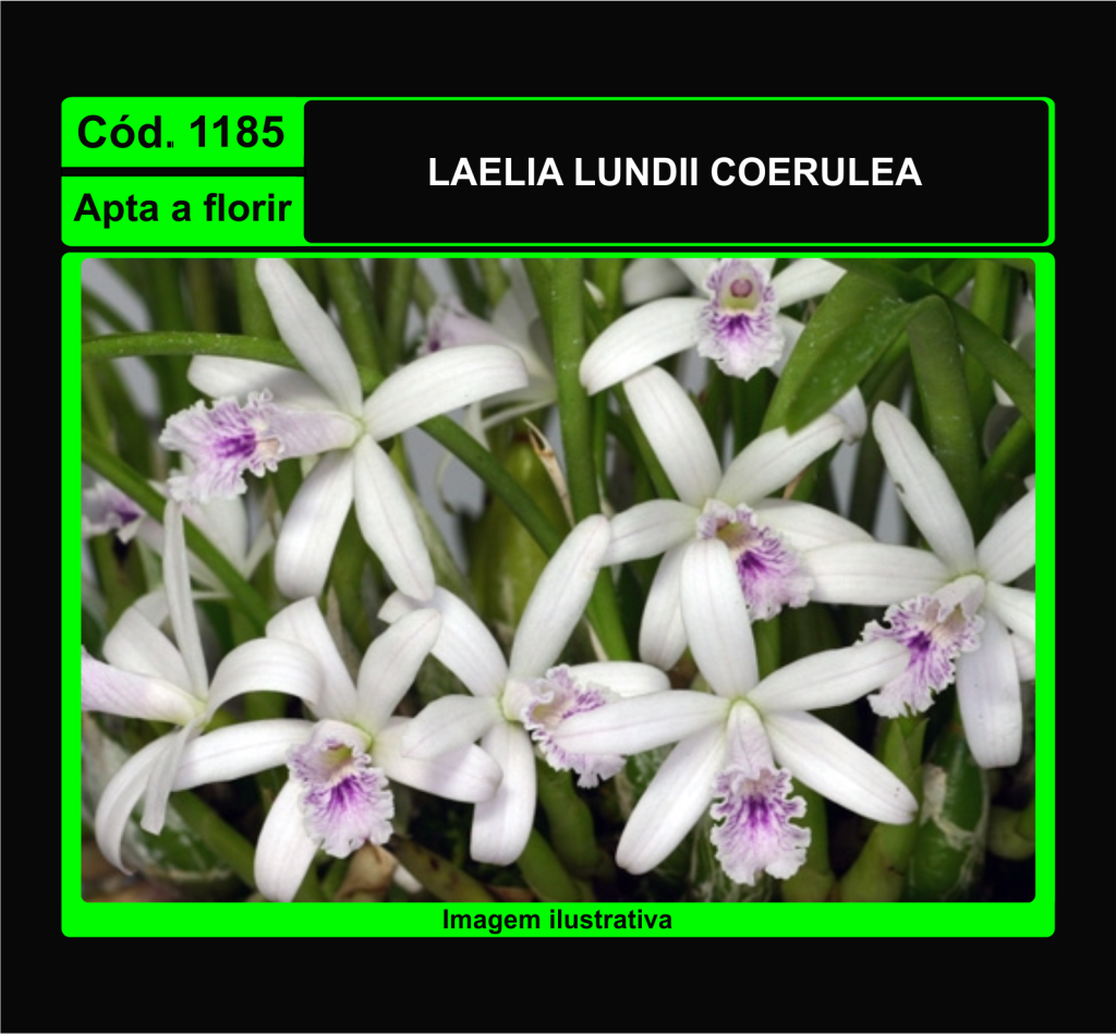 LAELIA LUNDII COERULEA 1185