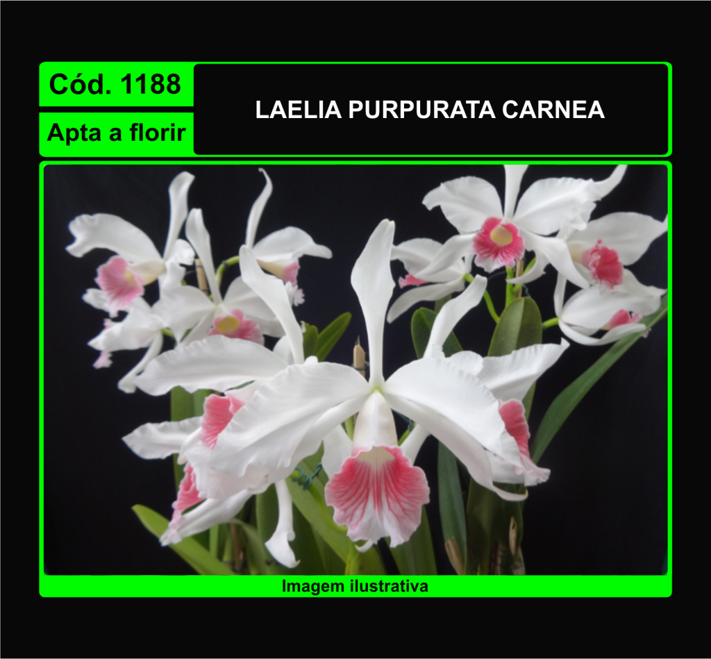 LAELIA PURPURATA CARNEA 1188